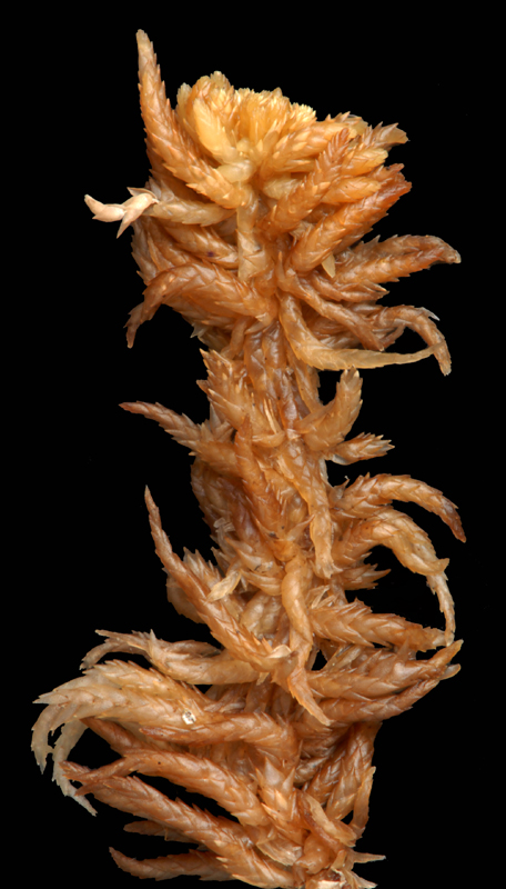 Sphagnum mirum